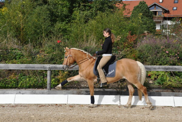 Eine Frau mit Pferdeschwanz reitet mit einem Haflinger im Freien und zeigt den spanischen Schritt.